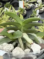 Neofinetia falcata ‘Janggun’