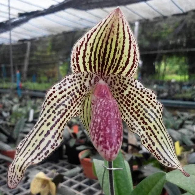 Paphiopedilum godefroyae (Paphiopedilum)