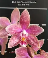 Phal. Miki Silvermist 'Smooth' — Blooming size