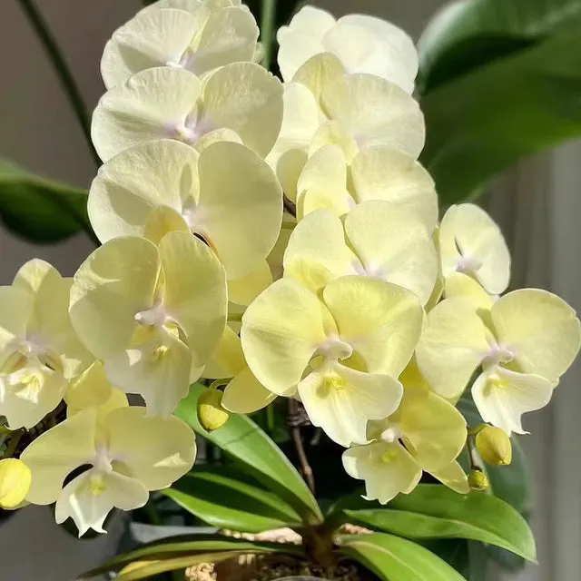 Phalaenopsis Allura 'Excalibur'