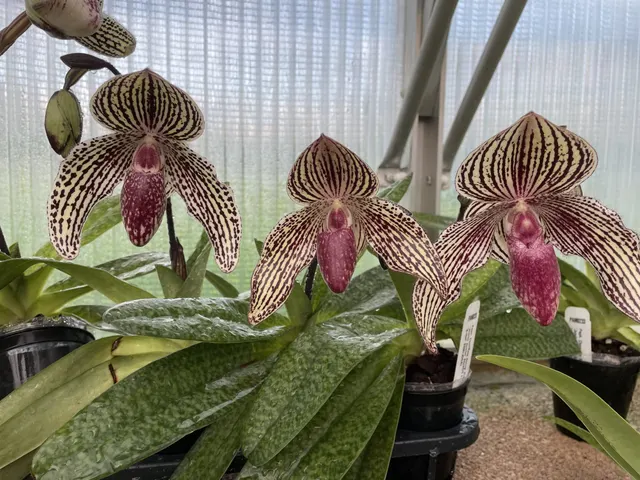 Paphiopedilum Chonsuke Atsugi PAM0233 (Paphiopedilum)