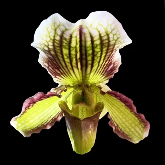 Paphiopedilum Fairly Sauced