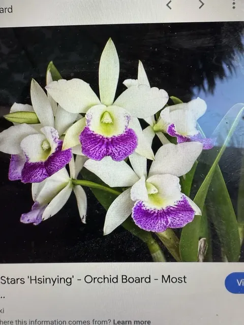 Cattleya Hawaiian Stars (Cattleya)