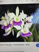 Cattleya Orchid Plant - 2 Stem Bare Root - Hawaiian Stars - Orchidaceae