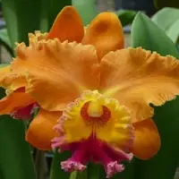 Rlc. Dal's Thunder