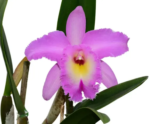 Rhyncholaeliocattleya Memoria Pipa Garcia Recinos (Rhyncholaeliocattleya)