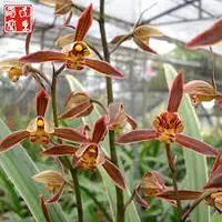 Cym. sinense 'RiXiang' Var. (CYMS02) ( - - sinense )