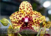 Phal. Houston Glory 'Note : spiking soon ' (Haur Jin Diamond x Chin Her Golden )