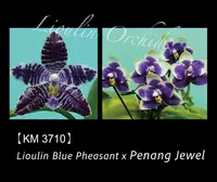 Phal. Lioulin Blue Pheasant x Penang Jewel