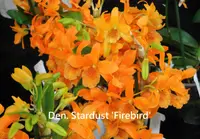 Den. Stardust 'Firebird' (MD65) (Hybrid)