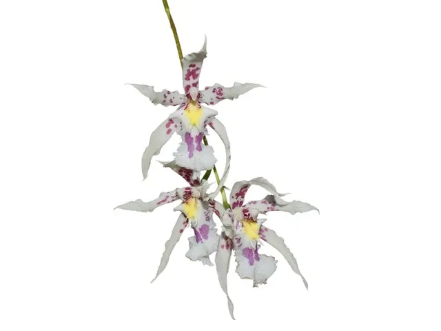 Oncidium Pamela Ann (Oncidium)