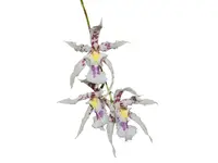 Oncidium Pamela Ann