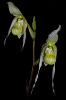 Phragmipedium pearcei