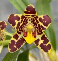 Ansellia africana (709)