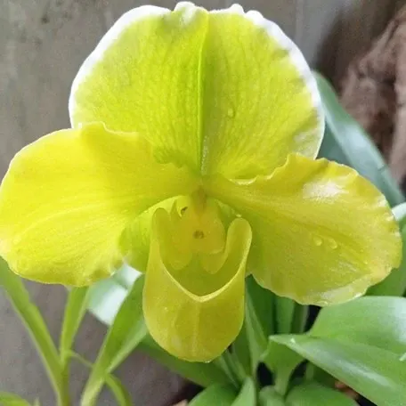 Paphiopedilum Complex type 'Green' × sib (Paphiopedilum)