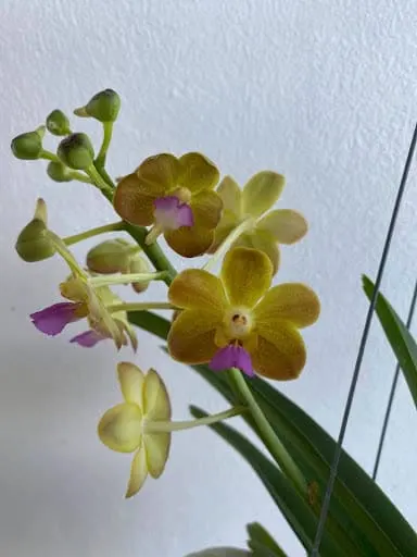 Vanda Suwannaphum Sunshine '#1' (Vanda)