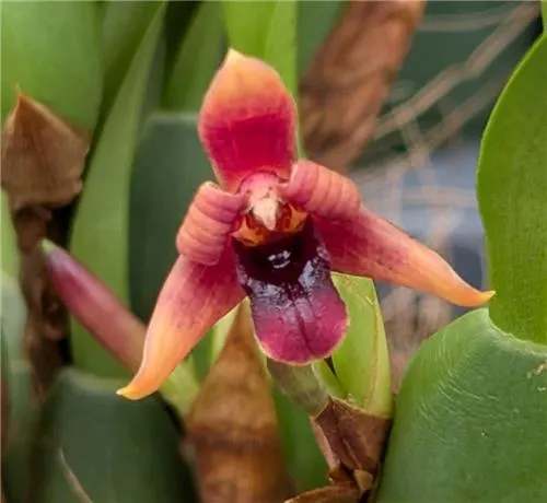 Maxillaria variabilis 'Red Form' (Maxillaria)