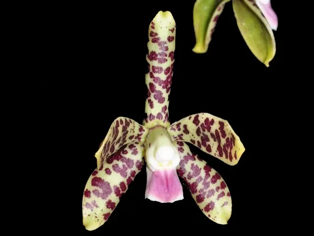 Prosthechea pamplonensis (Prosthechea)