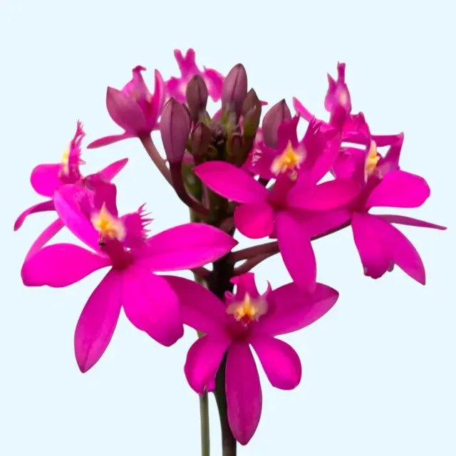 Epidendrum radicans 'PINK'
