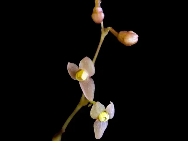 Stelis maloi (Stelis)