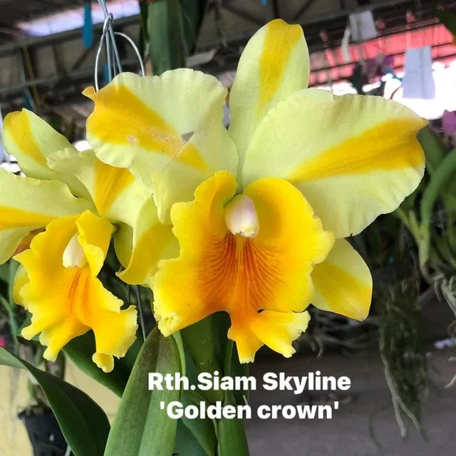 Rhyncholaeliocattleya Siam Skyline 'Golden Crown' (Rhyncholaeliocattleya)