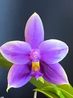 Phalaenopsis GENE'S SUMMER VIOLET (violacea x Samera)