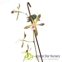 Encyclia Tampensis