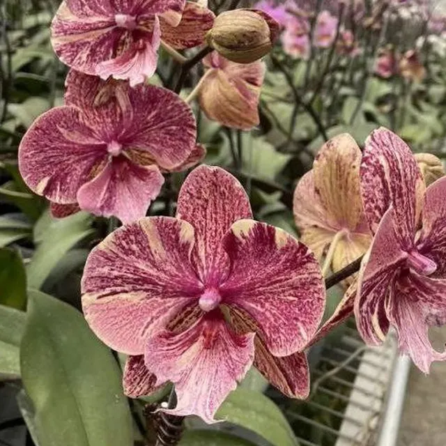 Phalaenopsis Kingcar Marble