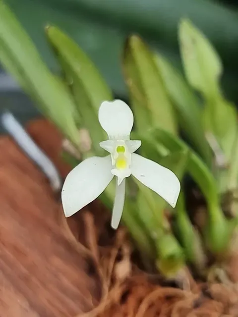 Dendrobium citrinum section cadetia (Dendrobium)