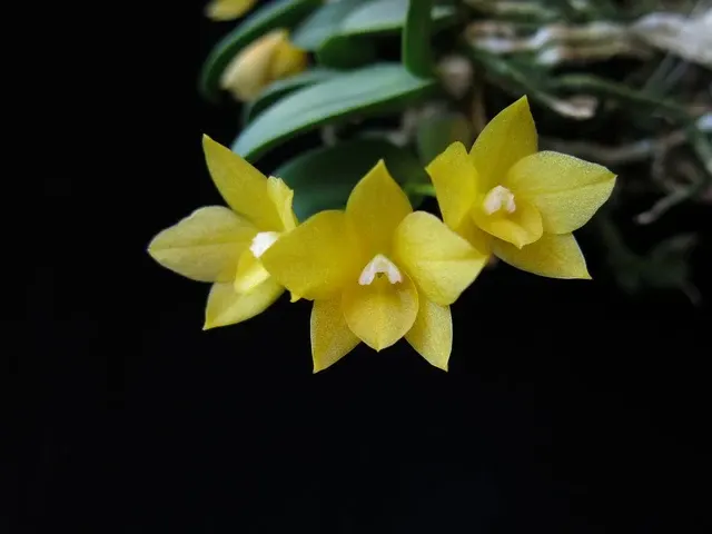 Cattleya cernua f. aurea
