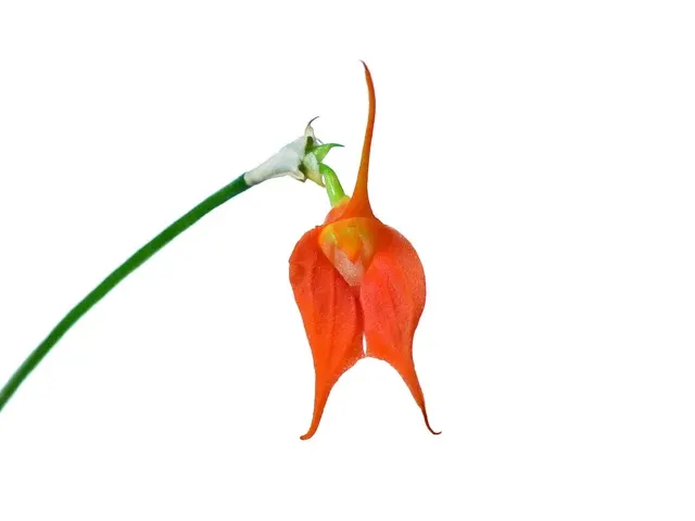 Masdevallia ingridiana