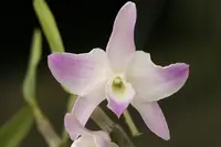 Dendrobium regium