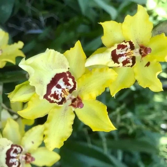 Oncidium Wildcat 'Yellow King' (Oncidium)