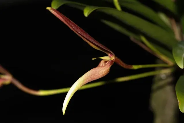 Bulbophyllum antenniferum (Bulbophyllum)