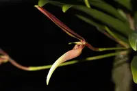 Bulbophyllum antenniferum