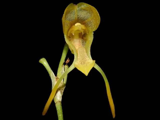 Porroglossum hoeijeri (Porroglossum)