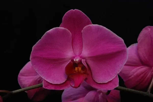 Phalaenopsis New Cinderella