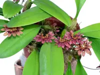 Bulbophyllum abbreviatum