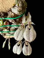 Bulbophyllum polliculosum