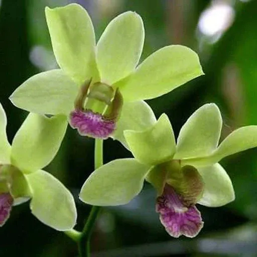 Dendrobium Burana Jade - ‘Variegata' (Dendrobium)