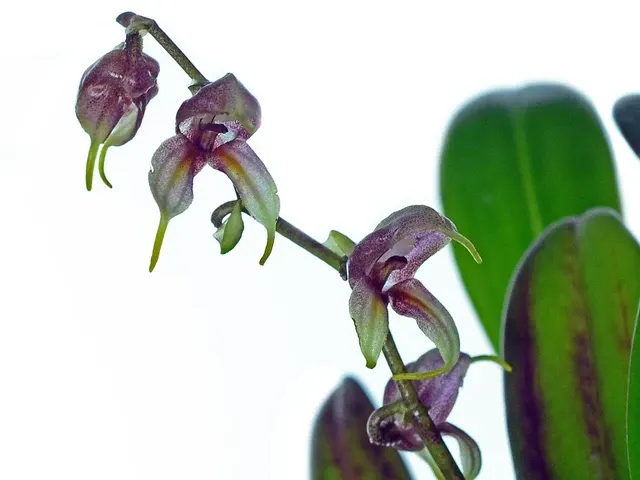 Masdevallia pachyura f leptoura (Masdevallia)