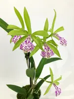 Brassocattleya (Bc.) binosa — 12 cm / No