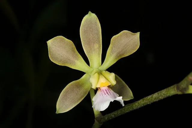 Encyclia osmantha (Encyclia)