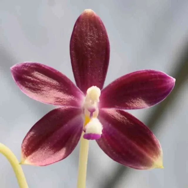 Phalaenopsis speciosa fma red sp (Phalaenopsis)