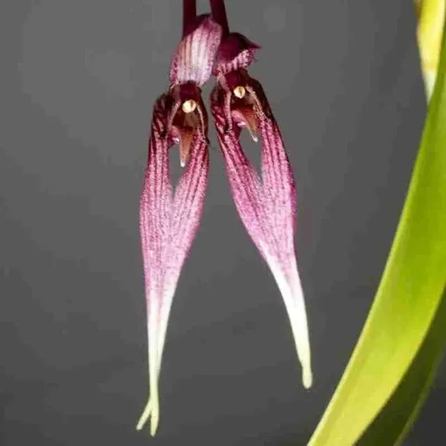 Bulbophyllum biflorum sp (Bulbophyllum)