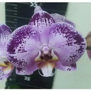 Phalaenopsis Happy Dancer