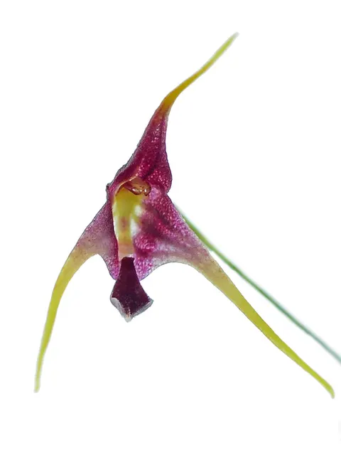 Porroglossum schramii (Porroglossum)