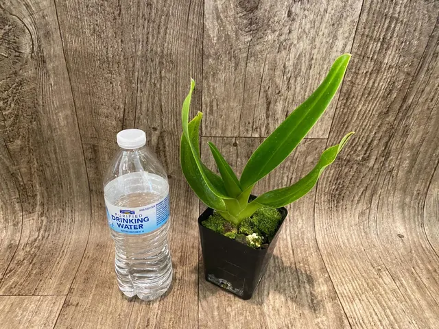 Paphiopedilum Berenice album × sanderianum