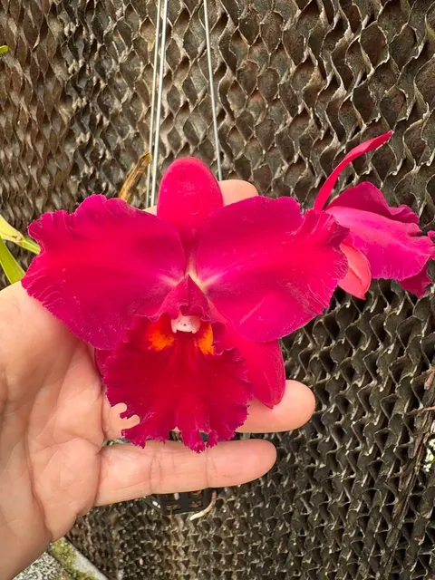 Rhyncholaeliocattleya Hsinyeah Scarlet ‘Cherry’ (Rhyncholaeliocattleya)