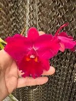 Rlc. Hsinyeah Scarlet ‘Cherry’
